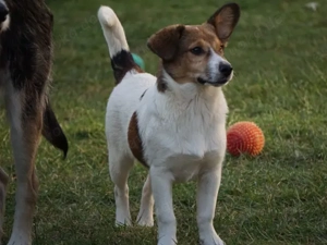 Rafano sucht sein Zuhause