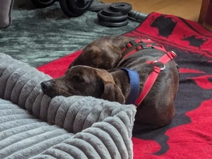 Dante sucht sein Zuhause Bild 3