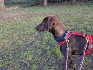 Dante sucht sein Zuhause Bild 2