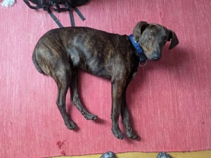 Dante sucht sein Zuhause Bild 4