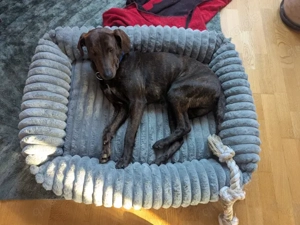 Dante sucht sein Zuhause Bild 6