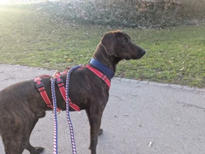 Dante sucht sein Zuhause Bild 5