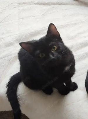 junge. 4 Monate alt.Abgabebereit. 