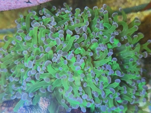 Euphyllia paradivisa