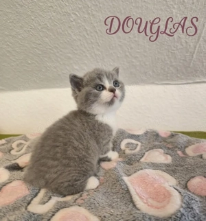 BSH - Britisch Kurzhaar 