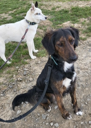 *AKKI* - der Süße ist bereits in Deutschland auf Pflegestelle. 