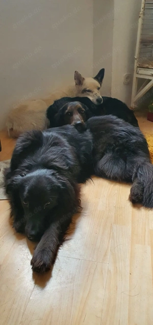 *AKKI* - Der junge, freundliche, aktive Rüde braucht konsequente Regeln, Liebe und Training