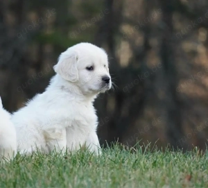 Golden Retriever Welpen aus liebevoller Familienaufzucht mit Ahnentafel