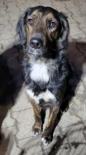 *AKKI* - der Süße ist bereits in Deutschland auf Pflegestelle. 