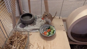 Mongolische Rennmaus männlich, ca 2 Jahre alt