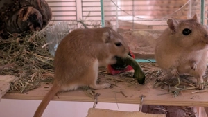 Mongolische Rennmaus männlich, ca 2 Jahre alt