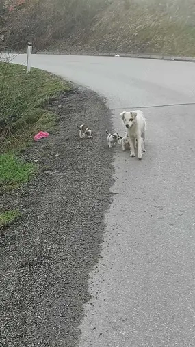 Bosnien: Wo der Frühling kein Erwachen ist, sondern ein Todesurteil