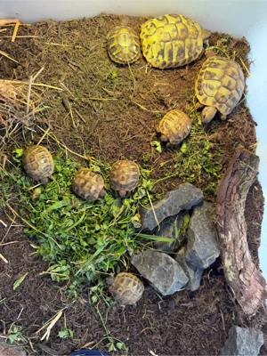 Griechische Landschildkröten 