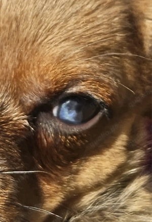    Schweren Herzens: Kleiner Herzensbrecher in Red Dapple sucht neuen Wirkungskreis!