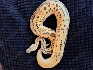 Königspython 1.0 Pastel Leopard Fire YB Clown