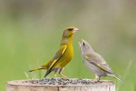 Pärchen Grünfinken 