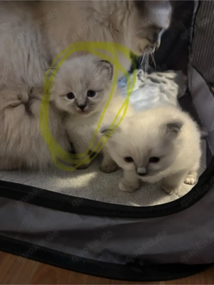 Heilige Birma Mix kitten 