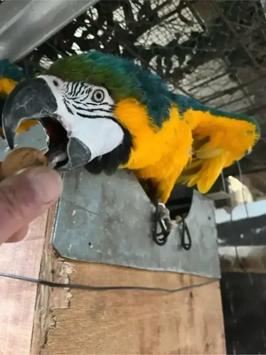 Gelbbrustaras Zuchtpaar