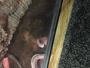 Kornnatter weiblich ca. 2 Jahre alt