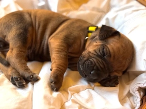 Rhodesian Ridgeback Welpen   reinrassig, 01.03. geboren, 5 Hündinnen & 4 Rüden