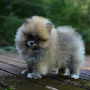 25 % Rabatt für begrenzte Zeit verfügbar