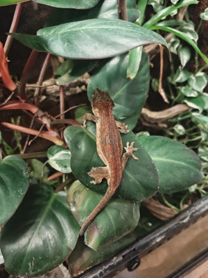 Höckerkopfgecko, Neukaledonischer Gecko, Rhacodactylus auriculatus, 5 Jahre, deutsche Nachzucht Bild 3