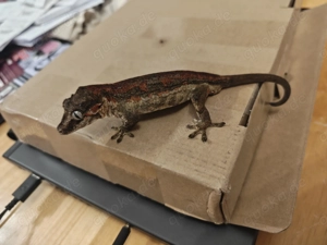 Höckerkopfgecko, Neukaledonischer Gecko, Rhacodactylus auriculatus, 5 Jahre, deutsche Nachzucht Bild 2