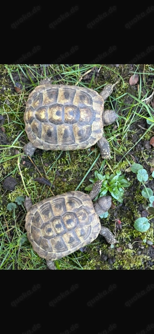 Griechische Landschildkröten (Testudo hermanni) von 2020   Mit Papieren & Fotodokumentation