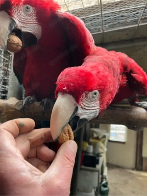 paar dunkelrote Aras, sehr gut harmonierend