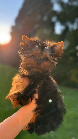 Yorkshire-Terrier 