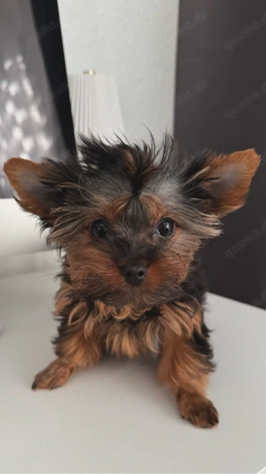Yorkshire-Terrier 