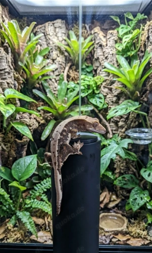 Kronengecko Lily whithe 0.1