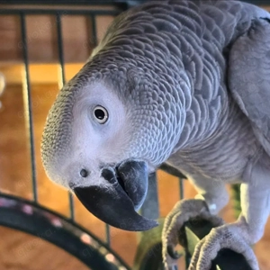 Gesucht Graupapagei Henne