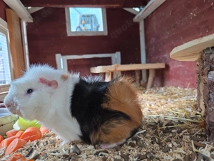 Meerschweinchen,  5 Jungs