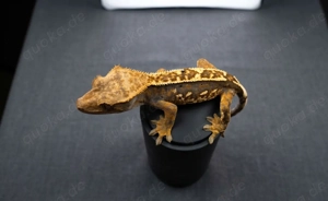 Kronengecko Harlequin Flame 1.0