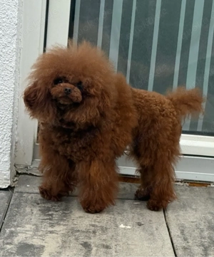  Deckrüde toypudel asiatisch genetisch getestet