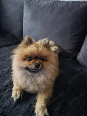 Kleinspitz Deckrüde (zum Decken)