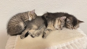 zwei süße Kätzchen 