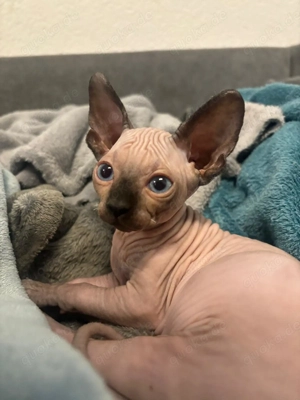 Sphinx Kitten 