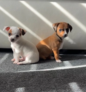 Welpen Rüde und Weibchen