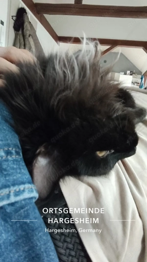 Maine Coon Jungkatzen suchen ihr für immer Zuhause       