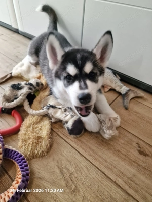 Unser letzter Welpe Rüde. Sibirische Husky Welpen   Reinrassig (ohne Papiere), geimpft & gechipt