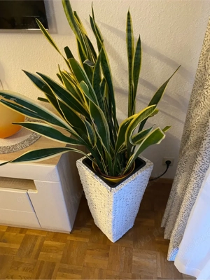 Pflanze inkl. Übertopf