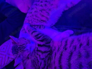 2 kater in liebevolle Hände abzugeben