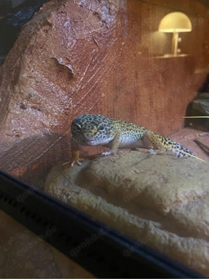 Leopardengecko