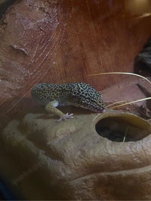 Leopardengecko mänlich