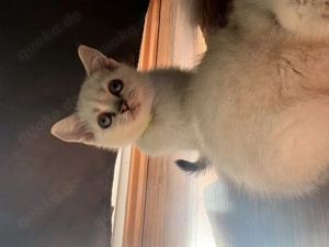 Ein süßes BKH Kitten sucht noch nach einem Zuhause !