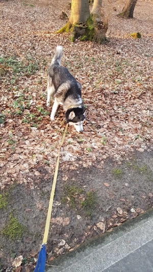 Haski rüde sucht neue Zuhause