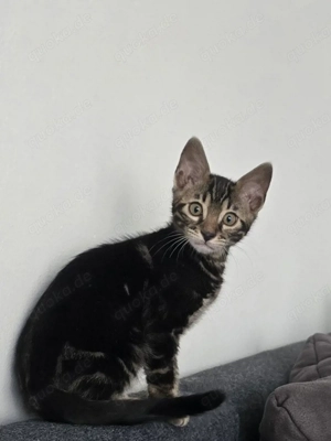 Bengal Kätzchen mit wunderschöner Marmorzeichnung und Stammbaum