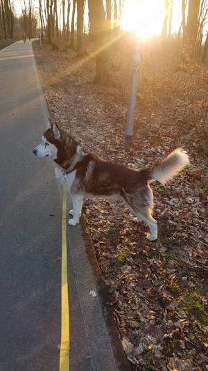 Husky rüde sucht neue Zuhause